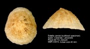 Patella candei